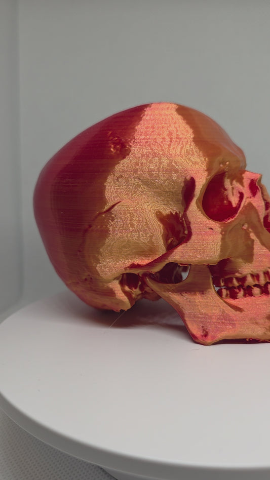 3D Printed 5-inch Skull